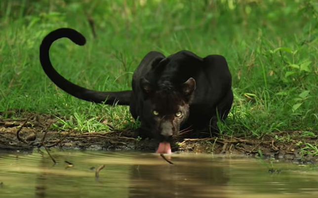 kabini